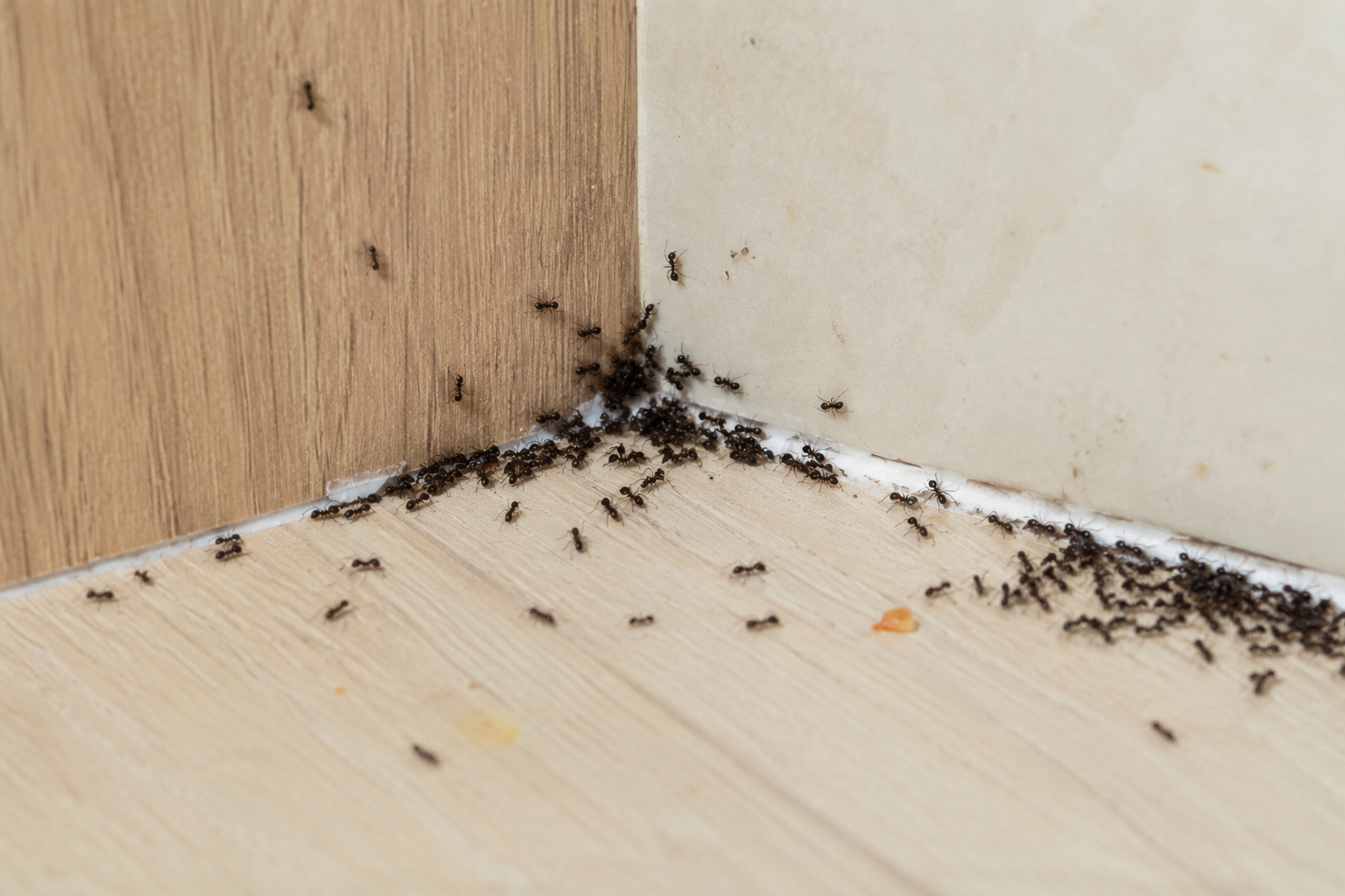 Colonie de fourmis longeant une plinthe dans une cuisine