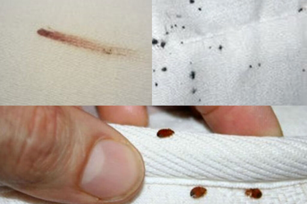 Infestation de punaises de lit