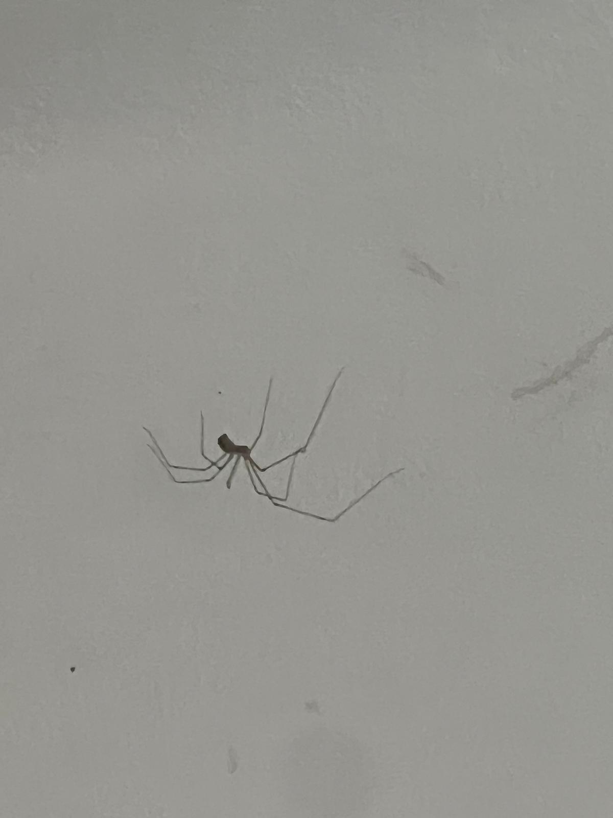 Araignée pholque (daddy long-legs) sur un mur