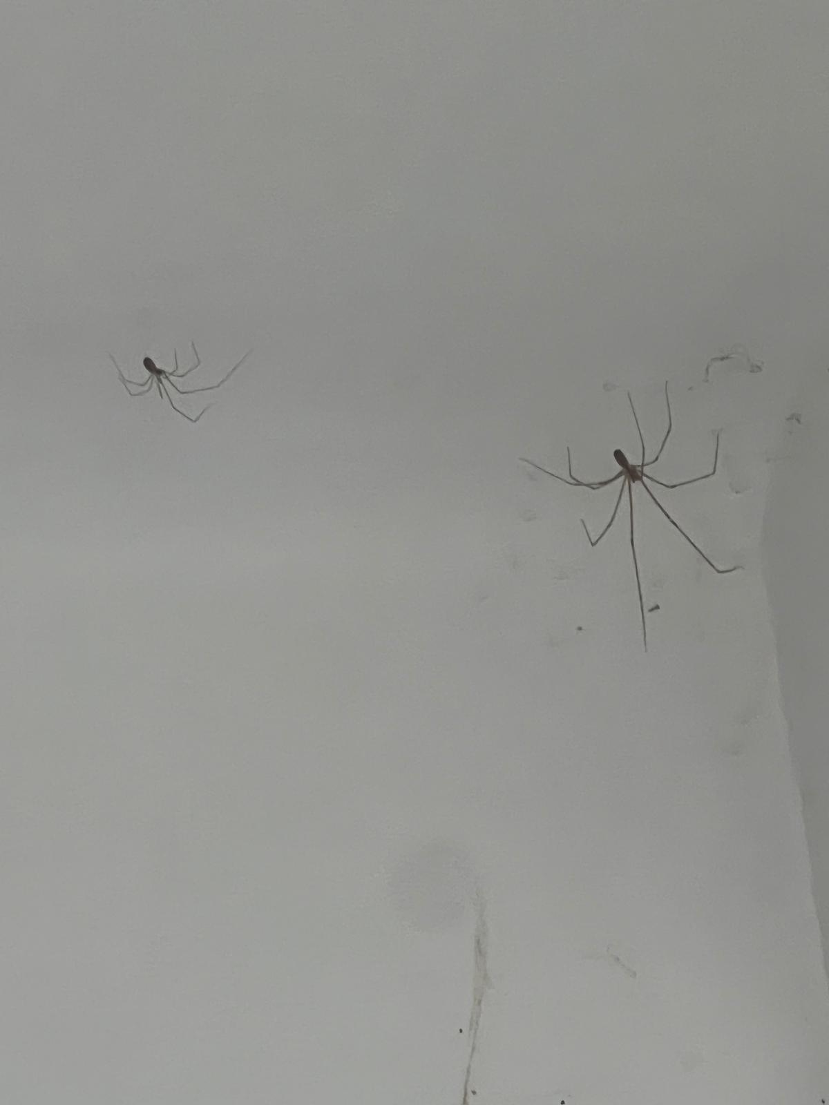 Plusieurs araignées pholques et toiles dans un angle de plafond