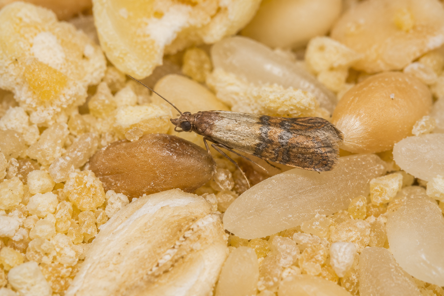 Pyrale indienne des farines (Plodia interpunctella) sur céréales