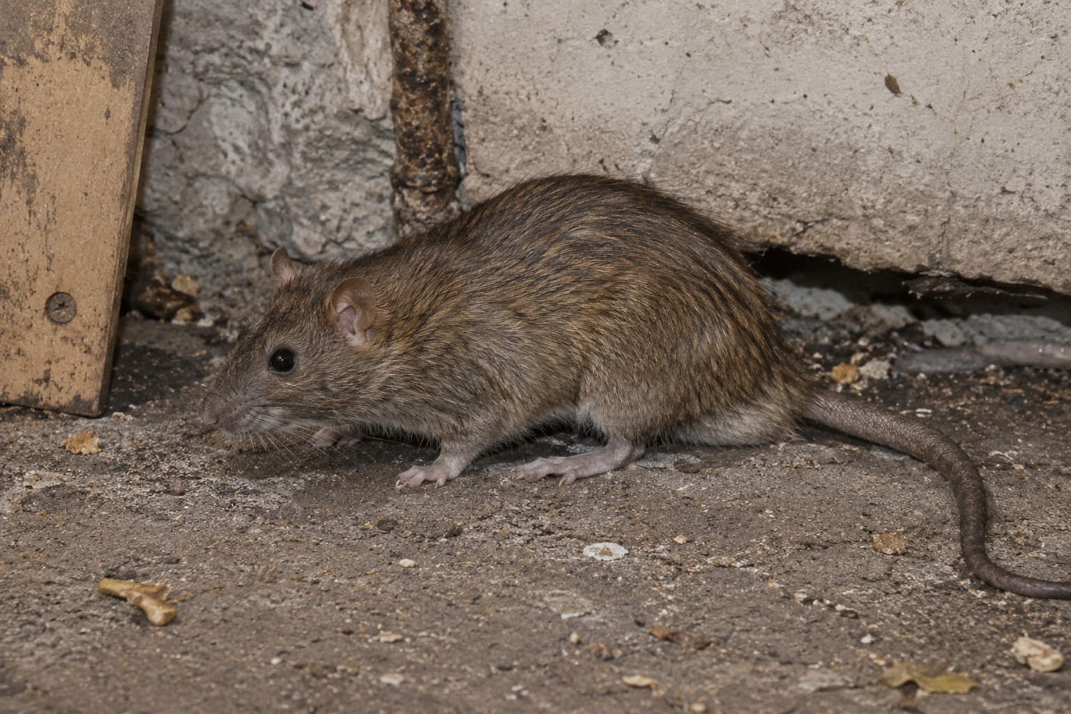 Rats et souris — identification du nuisible