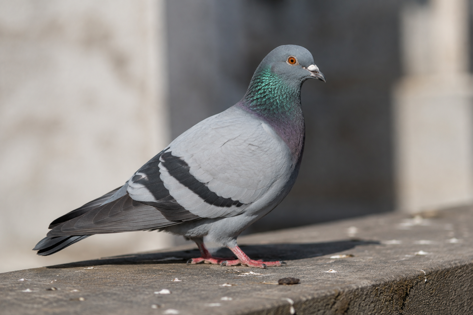 Pigeon biset sur un rebord, identification du nuisible