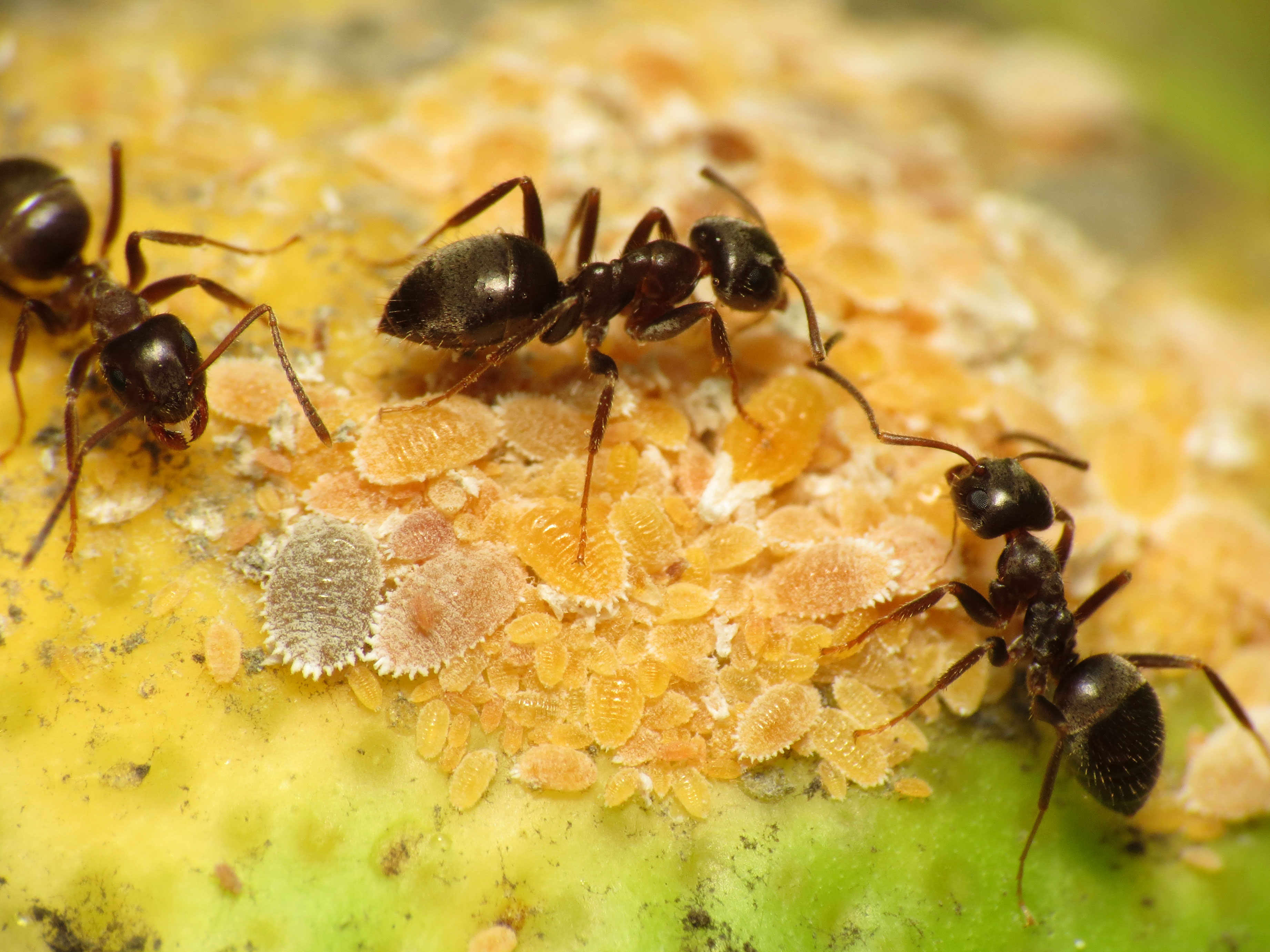 Fourmis