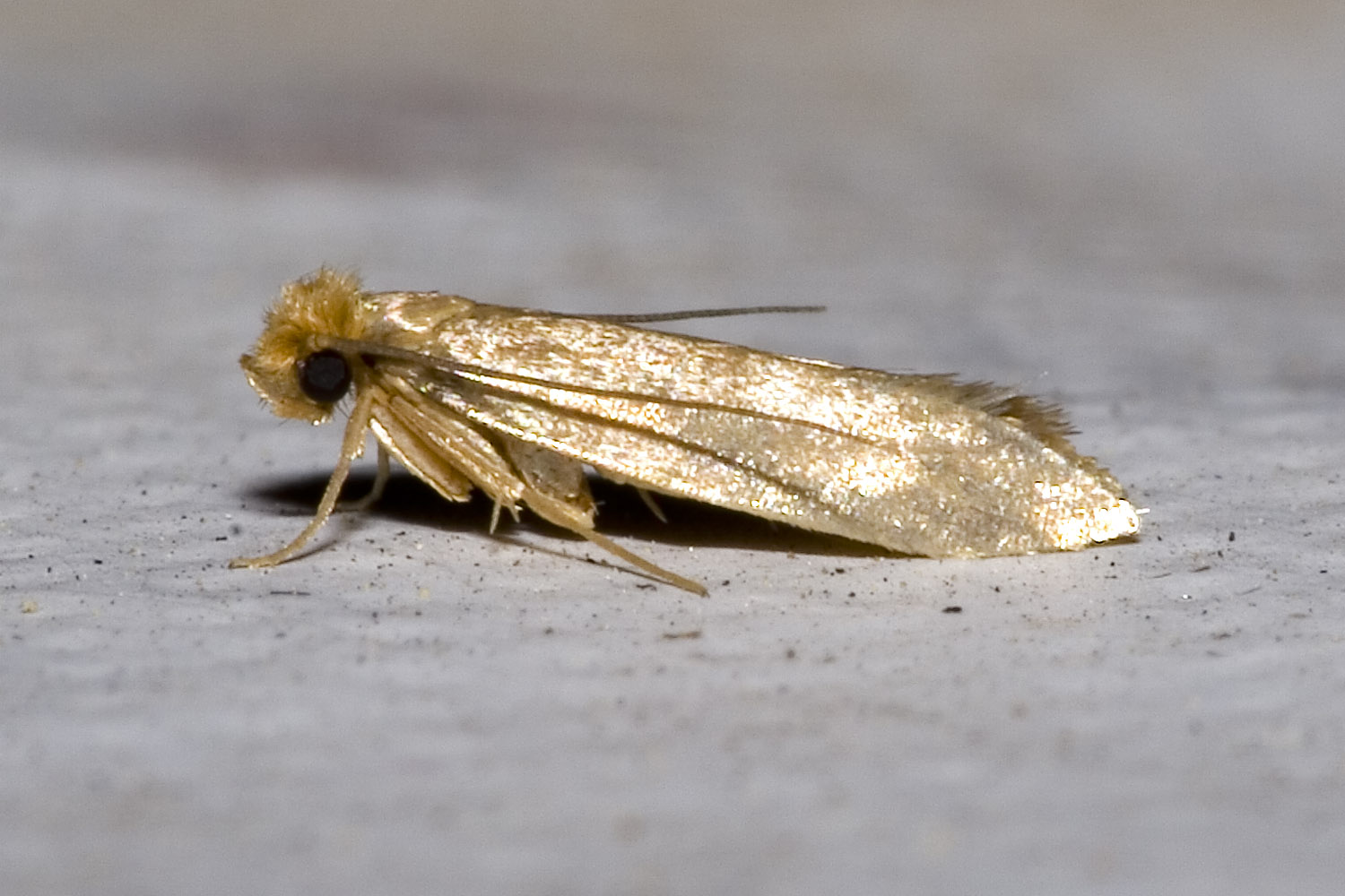 Mites vestimentaires